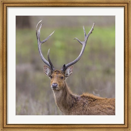 Framed Southern Wwamp Deer at Kanha Tiger reserve, India Print