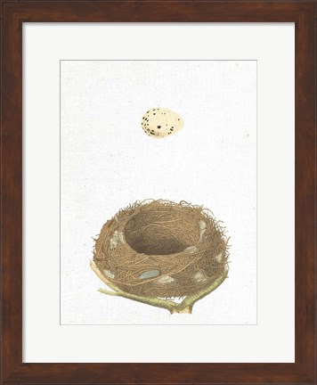 Framed Spring Nest III Print