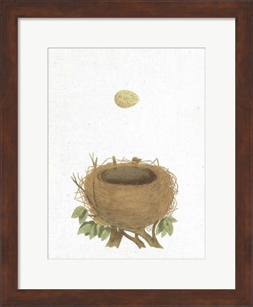 Framed Spring Nest II Print