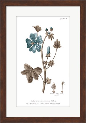 Framed Conversations on Botany VII on White with Blue Print