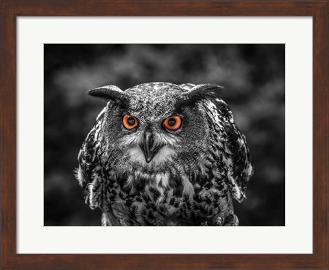 Framed Red Eyed Owl - Black &amp; White Print