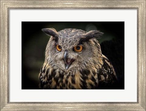 Framed Red Eyed Owl Close Up Print