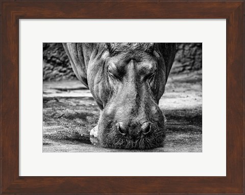 Framed Hippo - Black &amp; White Print