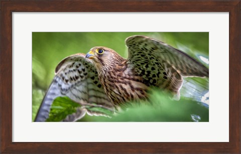 Framed Predator Bird Spreading it&#39;s Wings Print