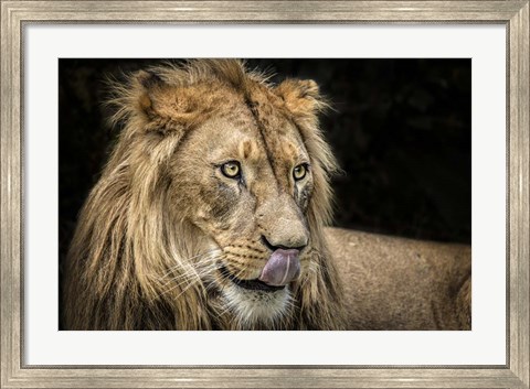 Framed Lion III Print