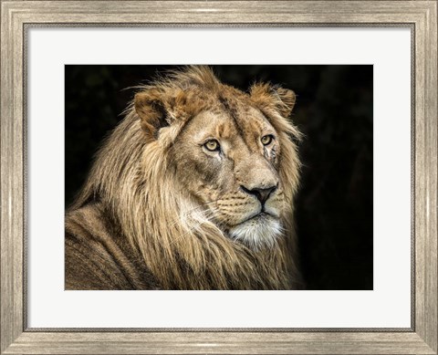 Framed Lion V Print