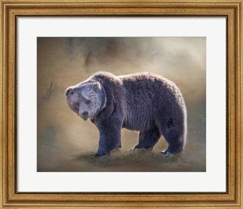 Framed Grizzly Bear Boar Print
