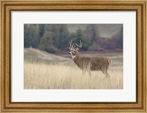 Framed Montana Whitetail Buck III Print