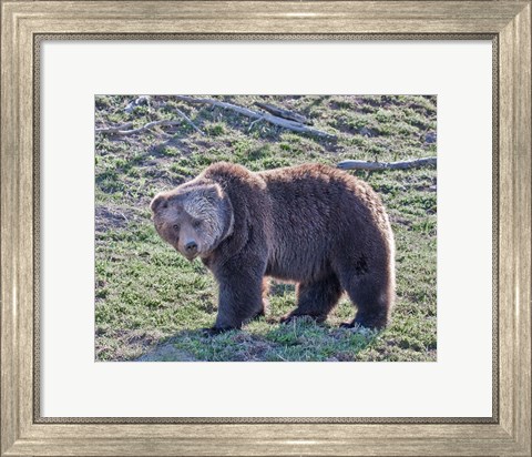 Framed Grizzly Bear Boar II Print