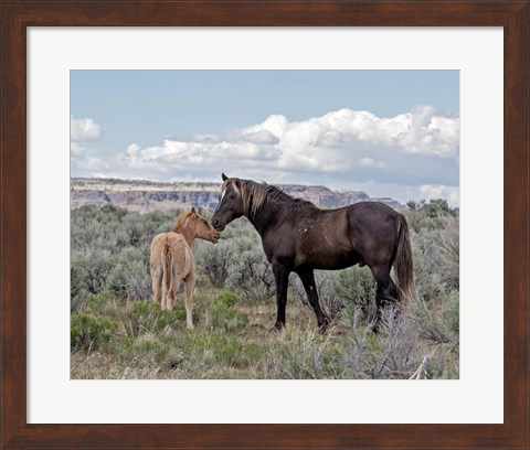 Framed Copper Pennys Foal &amp; Juniper Print
