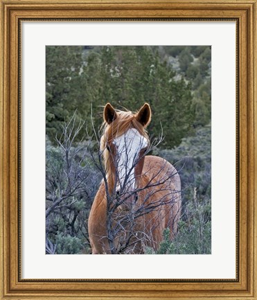 Framed Filly - Palomino Buttes Print