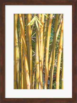 Framed Golden Bamboo Print