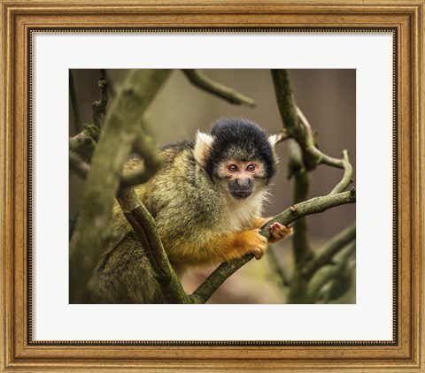 Framed Cute Monkey II Print