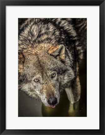 Framed Wolf in the Water Print