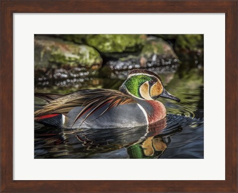 Framed Colorfull Duck II Print