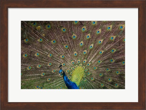 Framed Peacock Showing Off IV Print