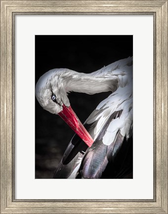 Framed Stork II Print