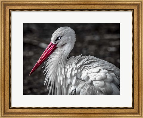 Framed Stork V Print