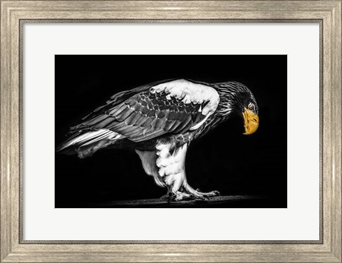 Framed Steller Sea Eagle II Black &amp; White Print