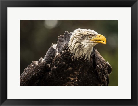 Framed Sea Eagle Print