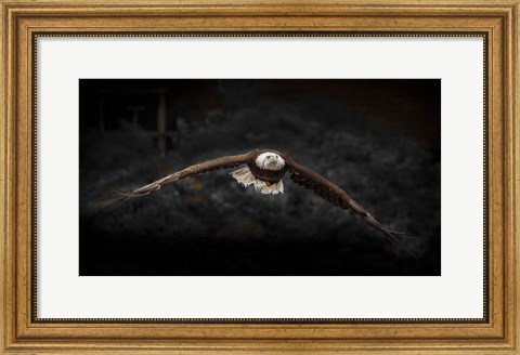Framed Sea Eagle Flight Black &amp; White Print