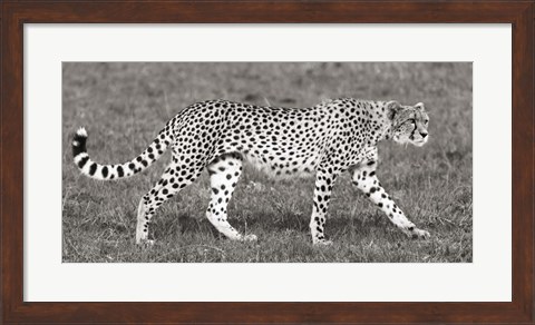 Framed Cheetah Hunting, Masai Mara Print
