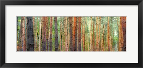 Framed Colors of the Woods Print