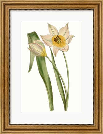 Framed Curtis Tulips III Print