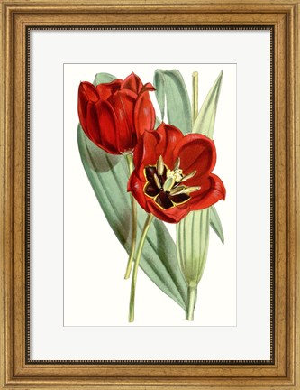 Framed Curtis Tulips V Print
