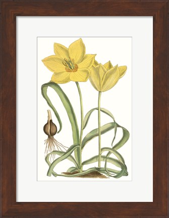 Framed Curtis Tulips VIII Print