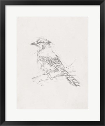 Framed Avian Study  IV Print