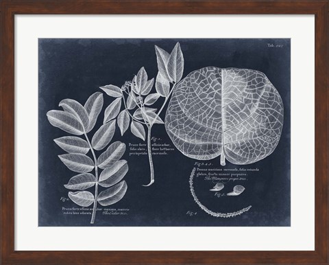 Framed Foliage on Navy I Print