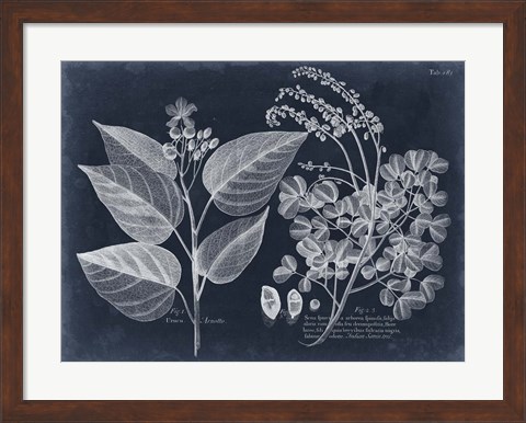 Framed Foliage on Navy III Print