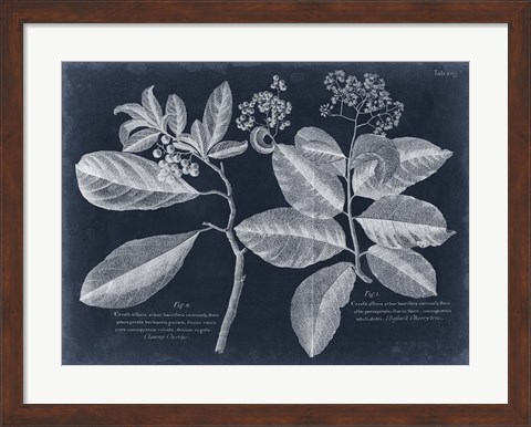 Framed Foliage on Navy IV Print