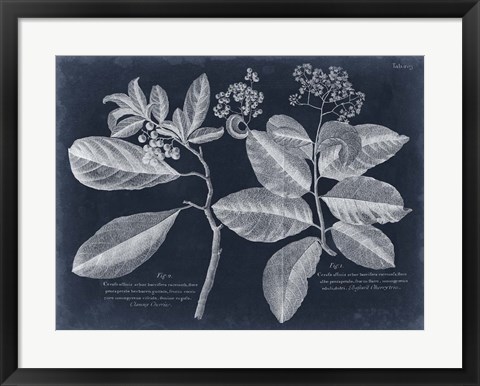 Framed Foliage on Navy IV Print