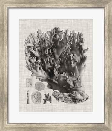 Framed Coral Specimen V Print