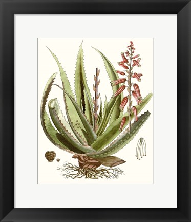 Framed Antique Aloe I Print