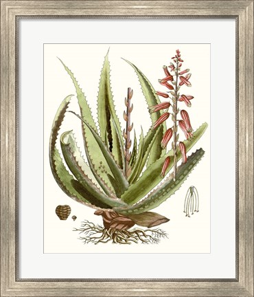 Framed Antique Aloe I Print