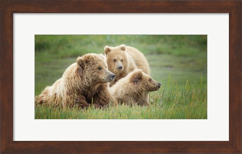 Framed Bear Life IX Print