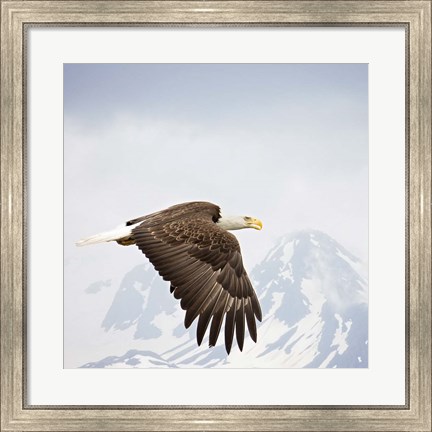 Framed Majestic Eagle I Print