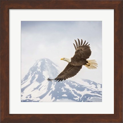 Framed Majestic Eagle II Print