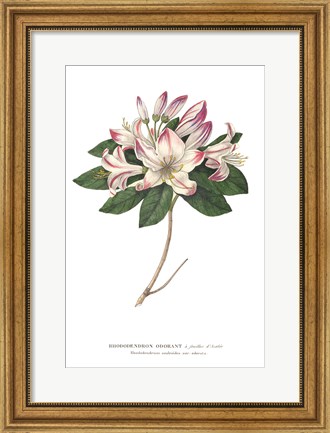 Framed Rhododendron Bright Print