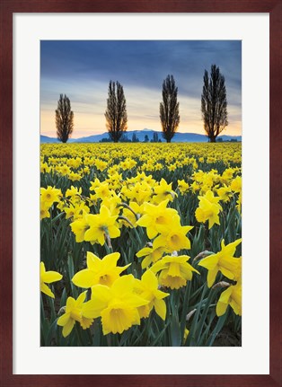 Framed Skagit Valley Daffodils I Print
