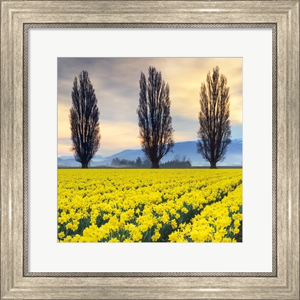 Framed Skagit Valley Daffodils II Print