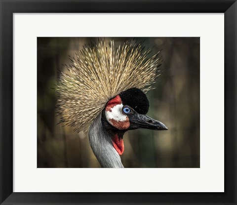 Framed Yellow Crowned Crane 2 Print