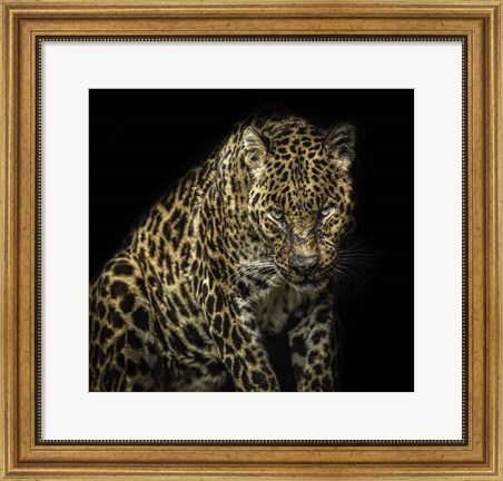 Framed Angry Jaguar Print