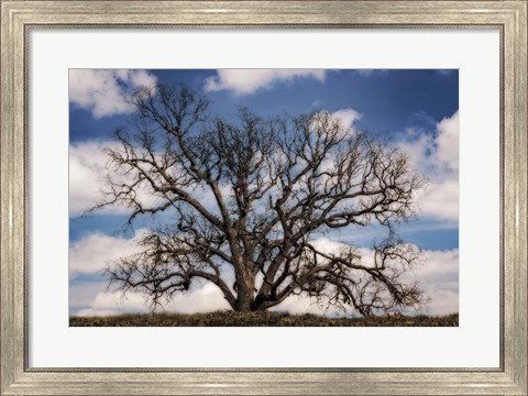 Framed Grand Oak Tree III Print