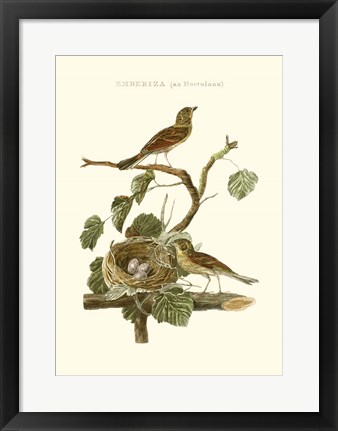 Framed Nozeman Common Teal Nest Print