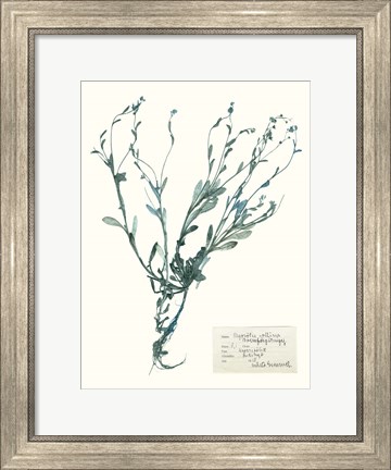 Framed Pressed Flowers in Spa II Print