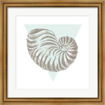 Framed Conchology Sketches II Print